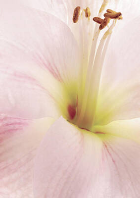 Lilies Digital Art - Pink Blush by Georgiana Romanovna