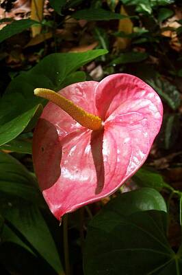 1-war Is Hell - Pink Anthurium by Erica Degni