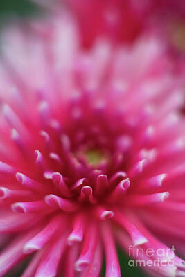 Impressionism Photo Royalty Free Images - Pink Dahlia Starburst Royalty-Free Image by Mike Reid