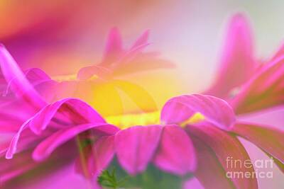 Abstract Flowers Photos - Pink Daisies by Veikko Suikkanen