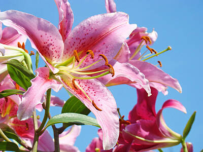 Lilies Photos - Pink Day Lilies Floral art prints Blue Sky Botanical Lilies Baslee Troutman by Patti Baslee