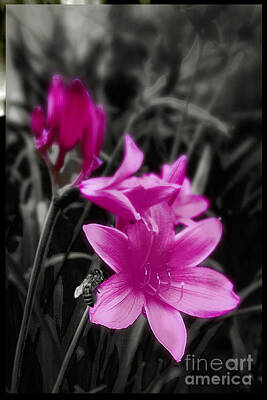 Lilies Royalty Free Images - Pink Day Lily Royalty-Free Image by Mindy Sommers