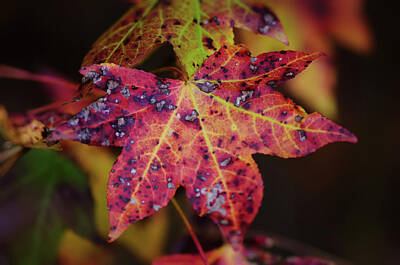 Neutrality Royalty Free Images - Pink Fall Leaves Royalty-Free Image by Sarah Coppola