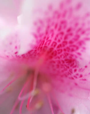 Queen - Pink Flower by Norah Holsten