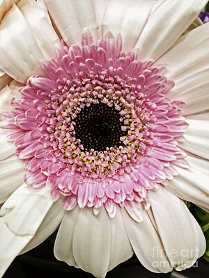 Snowflakes - Pink Gerbera Daisy by Catherine Melvin