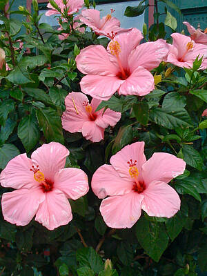Ps I Love You - Pink Hibiscus by Patrick Byrnes