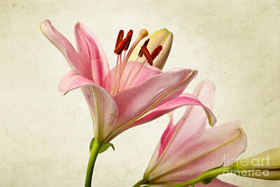 Lilies Photo Royalty Free Images - Pink Lilies Royalty-Free Image by Nailia Schwarz