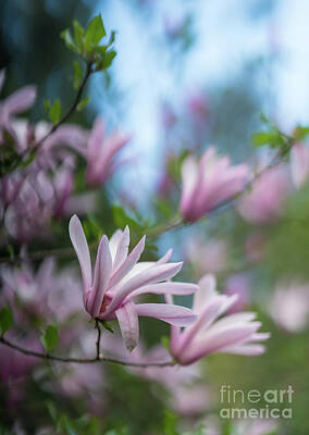 Floral Photos - Pink Magnolia Blooms Peaceful by Mike Reid