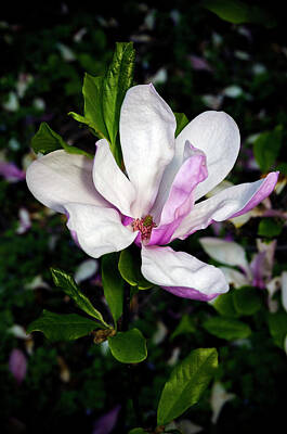 Sultry Plants - Pink Magnolia Blossom by Greg Reed