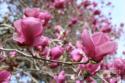 Woodland Animals - Pink Magnolias Perspective by Carol Groenen
