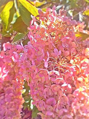 Legendary And Mythic Creatures Royalty Free Images - Pink Peegee Hydrangea Photograph Royalty-Free Image by Brenda Plyer