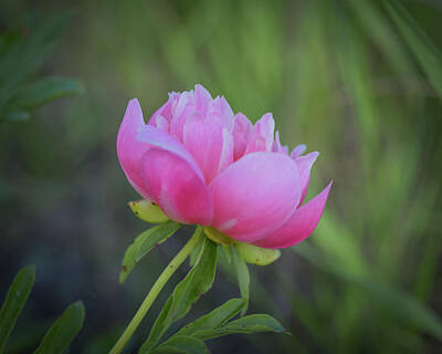 Lets Be Frank - Pink Peony by Betsy Armour
