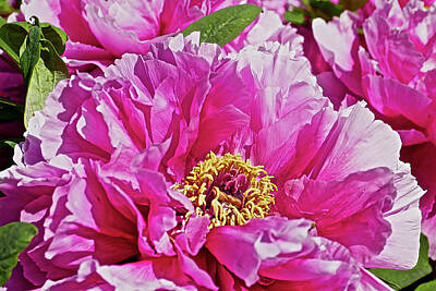 Conde Nast Fashion Royalty Free Images - Pink Peony Royalty-Free Image by Joan Reese