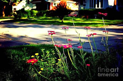 Recently Sold - Frank J Casella Photos - Pink Petals in the Sunlight by Frank J Casella