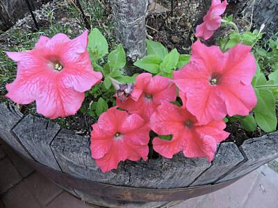 Bear Paintings Royalty Free Images - Pink Petunias  Royalty-Free Image by Roberts Photography