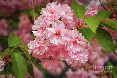 Florals Royalty Free Images - Pink Pink and More Pink Royalty-Free Image by Elizabeth Dow
