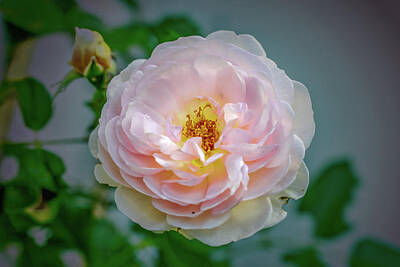 Just Desserts - Pink rose #c3 by Leif Sohlman