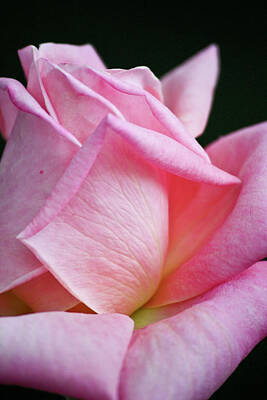 Roses Photo Royalty Free Images - Pink Rose Petal Textures Royalty-Free Image by Teresa Mucha