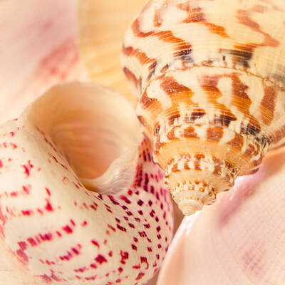 Nautical Animals - Pink Shells by Hermes Fine Art