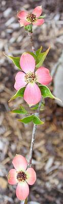 Florals Photos - Pink Trio by Susan Lotterer