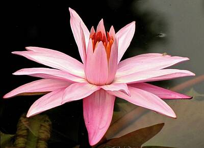 Animals Photo Royalty Free Images - Pink Water Lily Royalty-Free Image by Jennifer Wheatley Wolf