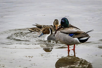 Priska Wettstein Blue Hues - Pintail And Mallards by Ray Congrove