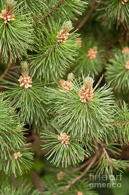 Traditional Bells - Pinus Mugo pine blossoms by Arletta Cwalina