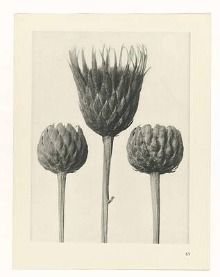 Florals Paintings - Plant Study , Karl Blossfeldt, 1928 8 by Karl Blossfeldt