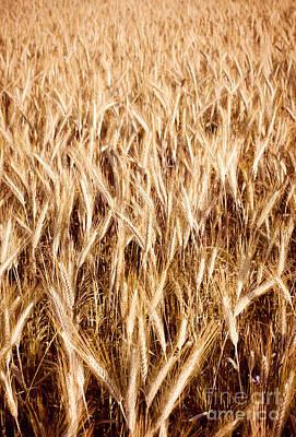 Man Cave - Plenty golden cereal grain ears on field  by Arletta Cwalina