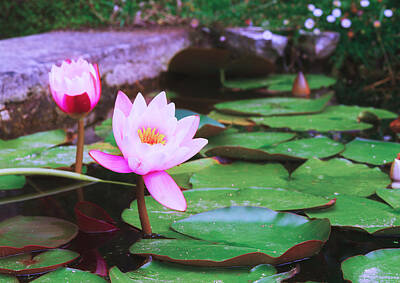 Purely Purple - Pond with Water Lilly Flowers by Anastasy Yarmolovich