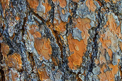 Ira Marcus Royalty-Free and Rights-Managed Images - Ponderosa Pine Bark by Ira Marcus