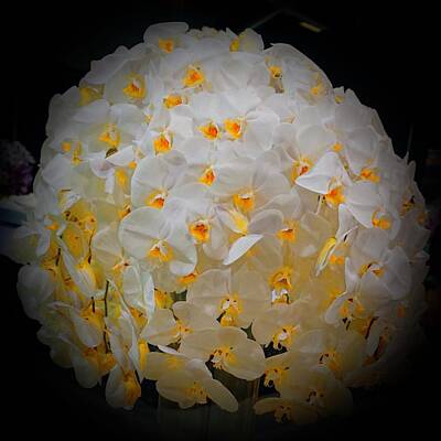 Not Your Everyday Rainbow Rights Managed Images - Popcorn Ball of Orchids Royalty-Free Image by Tim G Ross