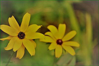 Vintage State Flags - Popping Yellow aster by Sonali Gangane