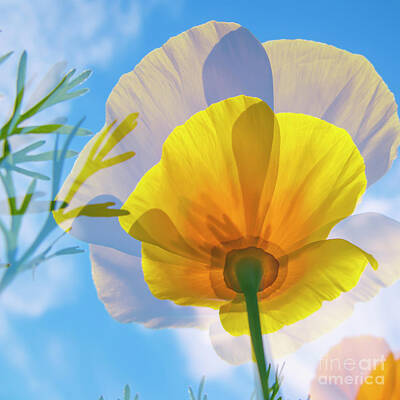 Abstract Flowers Royalty-Free and Rights-Managed Images - Poppy and sun by Veikko Suikkanen