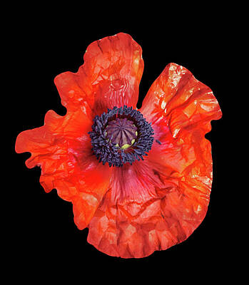 Train Photography - Poppy Details by Martin Newman