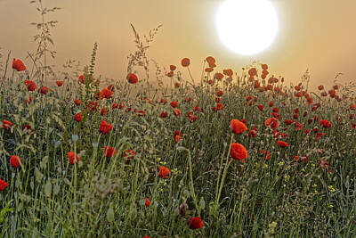Woodland Animals - Poppy Field In The Morning by Adrian Bud