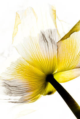 Floral Mixed Media - Poppy Flower Art by Frank Tschakert