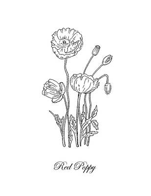 Floral Drawings - Poppy Flower Botanical Drawing Black And White by Irina Sztukowski