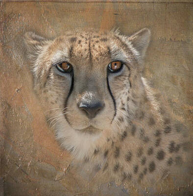 Vintage Tees - Portrait of a Cheetah by Teresa Wilson