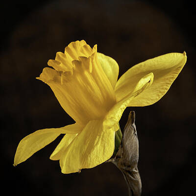 Ira Marcus Royalty-Free and Rights-Managed Images - Portrait of a Daffodil by Ira Marcus