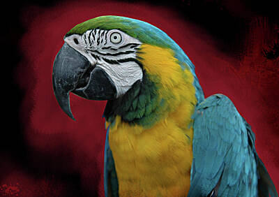 Graphic Tees - Portrait of a Parrot by Jeff Burgess