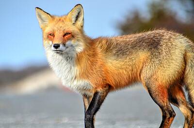 Portraits Royalty-Free and Rights-Managed Images - Portrait of a Red Fox by Bob Cuthbert