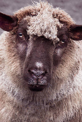 Portraits Royalty-Free and Rights-Managed Images - Portrait of a sheep by Mihaela Pater