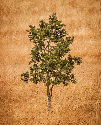 Portraits Royalty-Free and Rights-Managed Images - Portrait of a Small Tree by Marv Vandehey