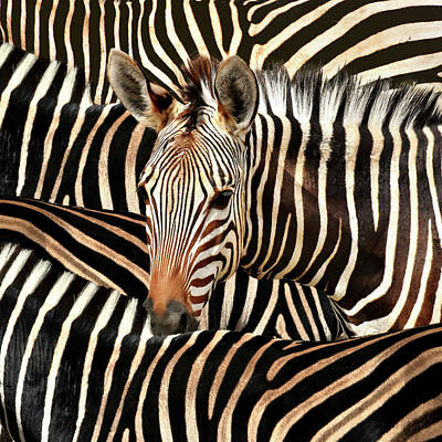 Portraits Royalty-Free and Rights-Managed Images - Portrait Of A Zebra by Diana Van Tankeren
