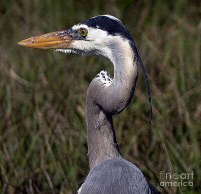 Neutrality Royalty Free Images - Portrait of Great Blue Heron Royalty-Free Image by Kenneth Lempert