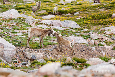 Steven Krull Royalty-Free and Rights-Managed Images - Practicing Baby Bighorn Sheep on Mount Evans Colorado by Steven Krull