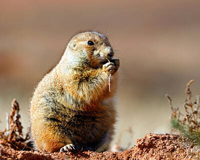 Uncle Sam Posters Rights Managed Images - Prairie Dog Portrait Royalty-Free Image by Nicholas Blackwell
