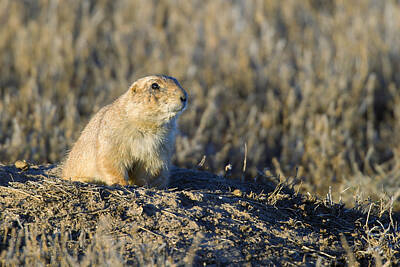 On Trend Breakfast Royalty Free Images - Prairie dog watchful eye Royalty-Free Image by Gary Langley