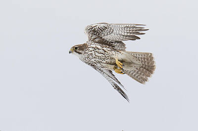 Abstract Sailboats - Prairie Falcon In Flight by Tony Hake